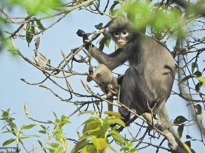缅甸发现猴子新物种：波巴叶猴Trachypithecus popa 野外数量仅有200到250只