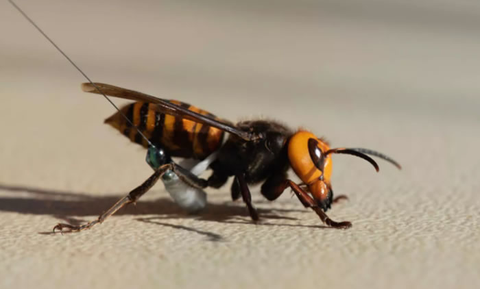 科学家摧毁美国发现的第一个“杀人大黄蜂”巢穴时发现近500只亚洲大黄蜂