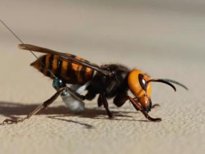 科学家摧毁美国发现的第一个“杀人大黄蜂”巢穴时发现近500只亚洲大黄蜂