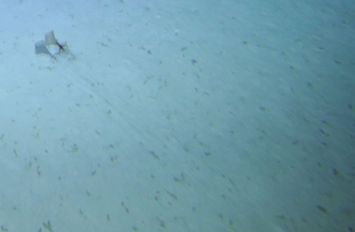 《PLOS One》：深海探险家在澳大利亚沿海拍摄到神秘的大鳍鱿鱼