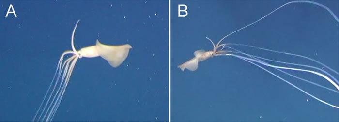 《PLOS One》：深海探险家在澳大利亚沿海拍摄到神秘的大鳍鱿鱼