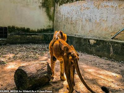 男子参观尼日利亚Gamji Gate动物园 惊见雄狮Shadow被饿得瘦成纸片
