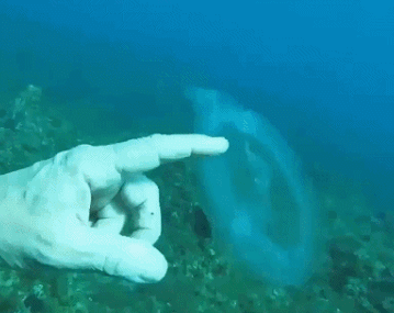 潜水爱好者在马耳他海域潜水时发现一种半透明的神秘海洋生物 专家：樽海鞘