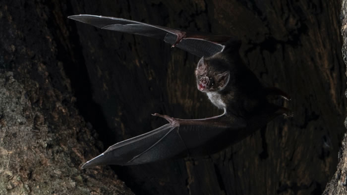 《行为生态学》：蝙蝠发现自己生病时 会和同伴保持社交距离