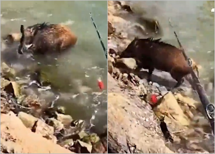 广东省深圳市男子钓鱼期间发现一头野猪 用鱼竿戏弄反被追赶