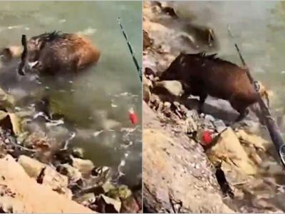 广东省深圳市男子钓鱼期间发现一头野猪 用鱼竿戏弄反被追赶