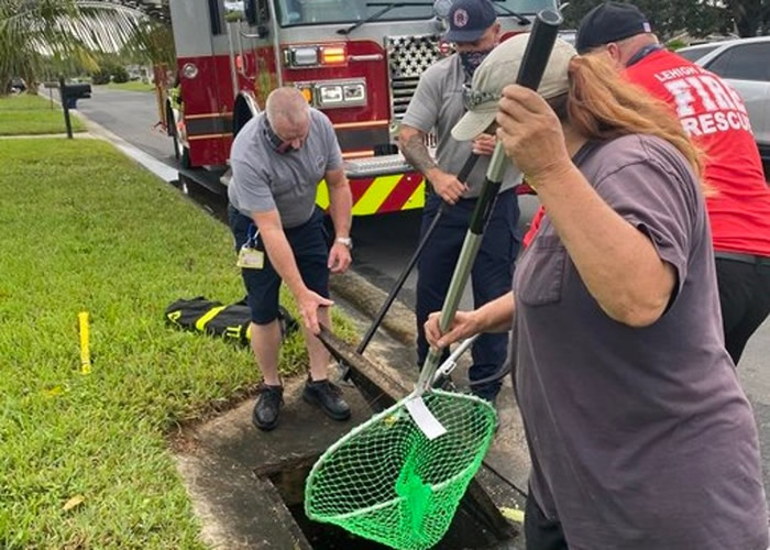 美国佛罗里达州一窝小野鸭掉进雨水渠内 消防员抢救脱险