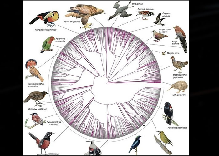 美国史密森尼学会公布首次绘制的363种鸟类基因组成图