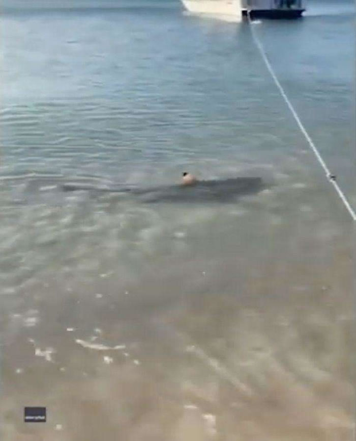 澳洲昆士兰忠犬跳下海赶跑鲨鱼救主人
