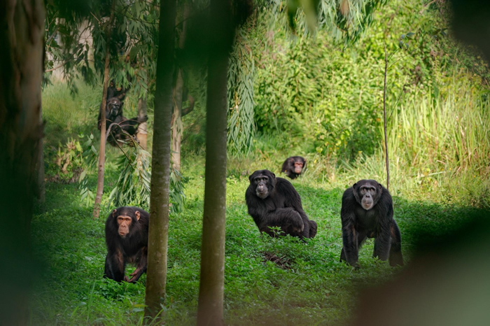 在乌干达的一群黑猩猩。有些黑猩猩的优势雄性采用铁腕统治，有些则以较温和的方式治理。 PHOTOGRAPH BY RONAN DONOVAN, NAT GEO I