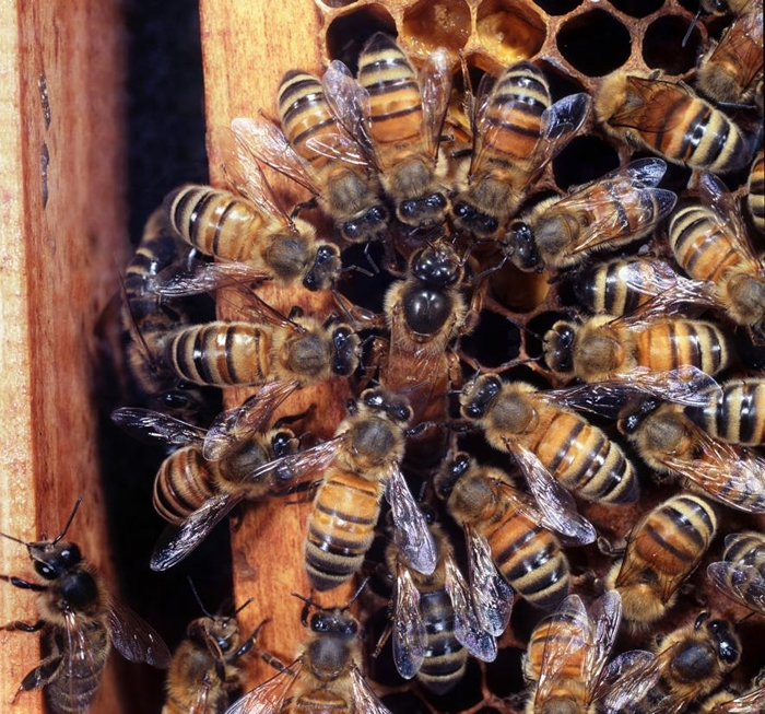 在英国的一个蜂巢中，工蜂们围绕着产卵的蜂后。 PHOTOGRAPH BY KIM TAYLOR, NATURE PICTURE LIBRARY