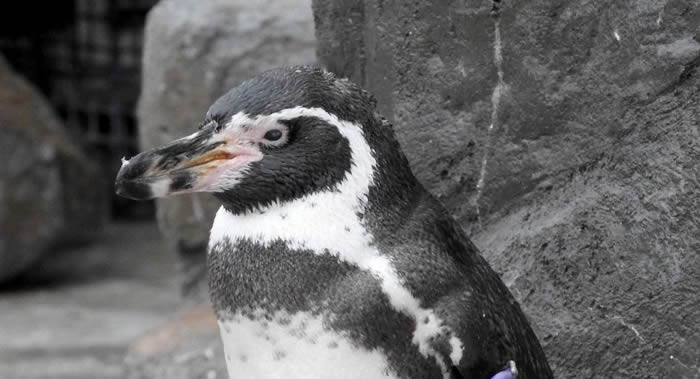 德国伍珀塔尔动物园最老的国王企鹅“老奶奶”离世 寿命达到46岁