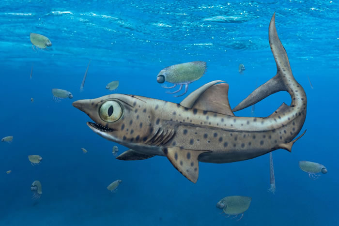 3.7亿年前鲨鱼Ferromirum oukherbouchi进食时可以“分开移动/旋转”下颚两侧