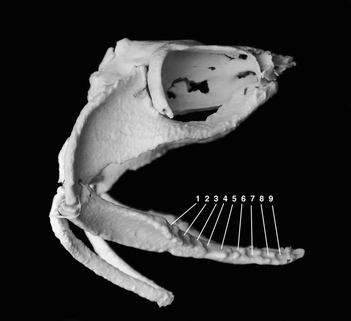3.7亿年前鲨鱼Ferromirum oukherbouchi进食时可以“分开移动/旋转”下颚两侧