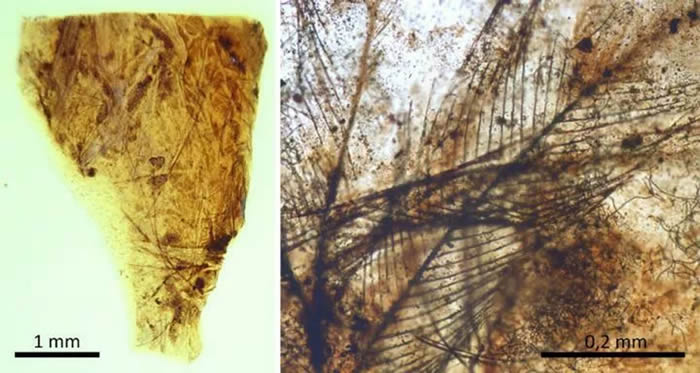 西班牙特鲁埃尔省琥珀中发现恐龙羽毛和世界上最古老的哺乳动物毛发