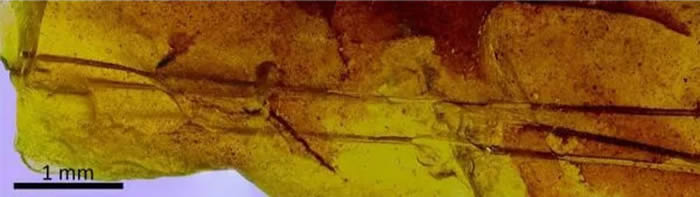 西班牙特鲁埃尔省琥珀中发现恐龙羽毛和世界上最古老的哺乳动物毛发
