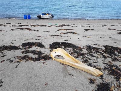 俄罗斯摩尔曼斯克男子在巴伦支海岸边发现不明动物巨型尸骨