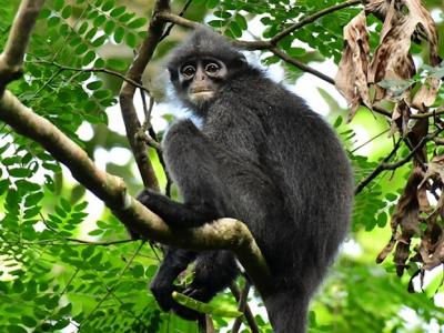 科学家从粪便提取DNA鉴定出三种新种濒危叶猴