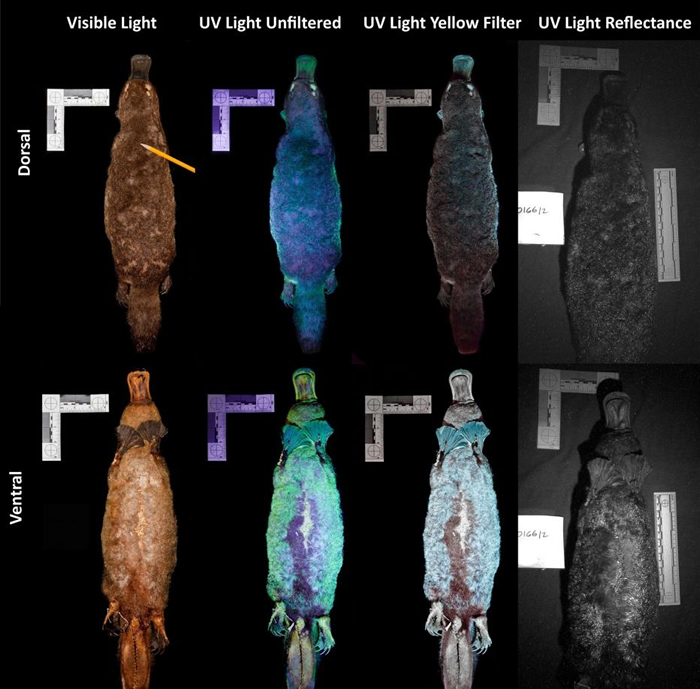 这张影像显示鸭嘴兽被紫外光照射时是什么模样。研究人员强纳森．马丁（Jonathan Martin）解释，紫外光「将一切都浸在紫光里，所以相机很难拍下肉眼看到的景