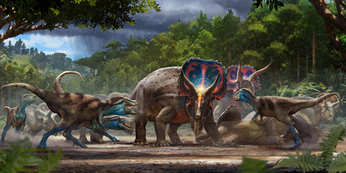 决斗恐龙的化石可能呈现出一只三角龙与一只霸王龙亚成体之间的致命争斗，上图是艺术家重建出的史前美国蒙大拿州。 ILLUSTRATION BY ANTHONY HU