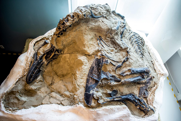 2006年，商业化石猎人发现了这副几近完整的精美暴龙化石，旁边还躺着一只植食性三角龙骨骸。最近，美国北卡罗来纳州的博物馆取得了这对史前化石，科学家首度有机会开始