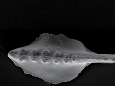 平行进化论新证据：生活在不同地域的牙形刺以几乎相同的方式适应各自栖息地