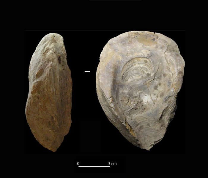 西班牙跨学科团队分析了在伊比利亚半岛发现的600多种化石
