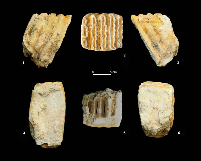 西班牙跨学科团队分析了在伊比利亚半岛发现的600多种化石