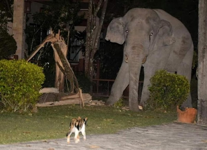 泰国那空那育府3岁虎斑猫守护家园勇敢逼退来觅食的4吨重大象