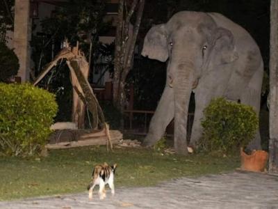 泰国那空那育府3岁虎斑猫守护家园勇敢逼退来觅食的4吨重大象