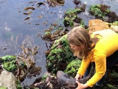 澳洲11岁女童徒手救起一条受困在浅滩岩石中的小鲨鱼