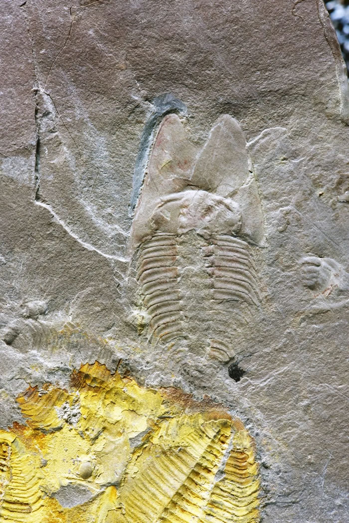 范特西虫化石。受访者供图。