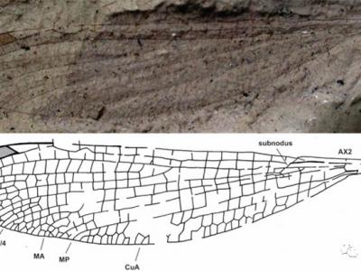 新发现的豆娘化石命名为“马拉多纳自由蟌” 致敬去世的传奇球星迭戈·马拉多纳