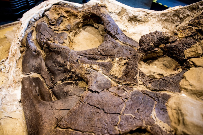 罕见三角龙与霸王龙的“决斗恐龙”化石将首次向公众展出