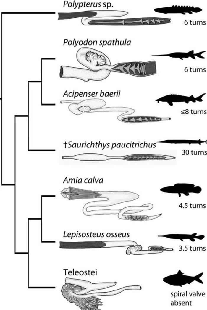 不同鱼类的螺旋瓣形态，有的密集，有的稀疏。
