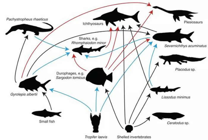 顶部为鱼龙，右上角为蛇颈龙，蓝色箭头表示2020年研究的捕食者-猎物关系，红色箭头和黑色箭头来源于2018年的研究。