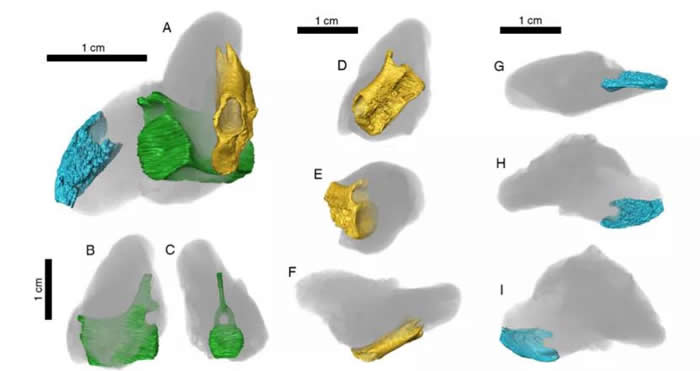 鲨鱼粪化石内部的三块骨骼，蓝色为鱼类头骨，绿色和黄色为海洋爬行的尾椎。