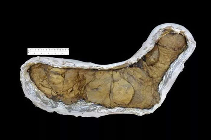 疑似暴龙粪便化石，发现于美国南达科他州。图片来源：wikipedia