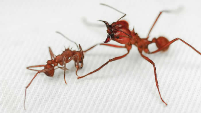 昆虫世界（切叶蚁A. echinatior）发现首个生物矿物身体盔甲
