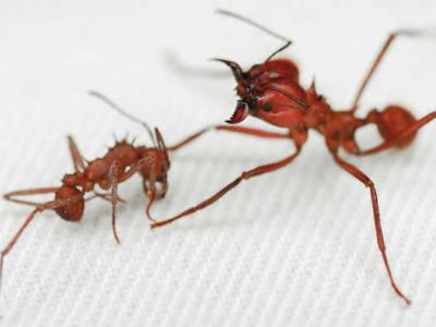 昆虫世界（切叶蚁A. echinatior）发现首个生物矿物身体盔甲