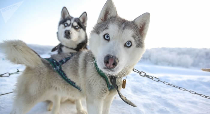 芬兰拉普兰Husky & Co旅游公司向爱心人士免费赠送20只哈士奇狗