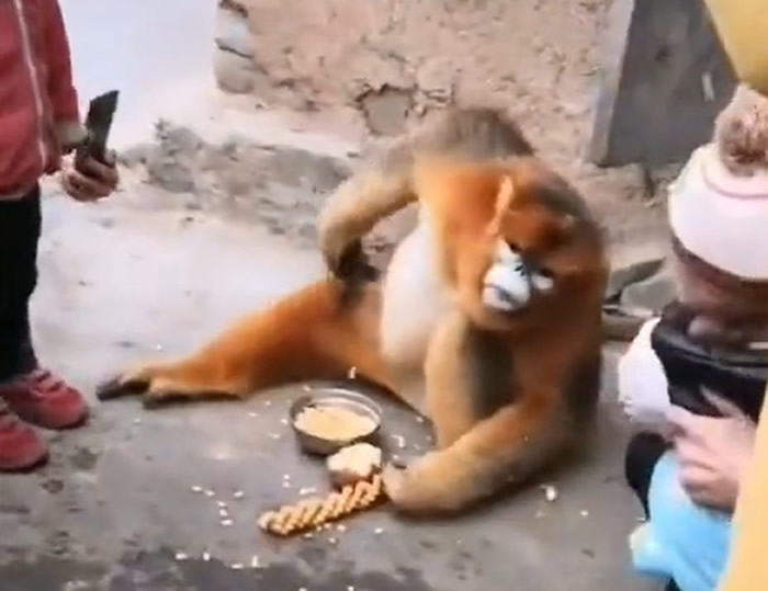 陕西汉中留坝县村民家里来了一只蹭吃蹭喝的金丝猴