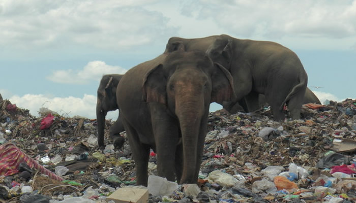 斯里兰卡安帕拉垃圾掩埋场被寻找食物残渣的饥饿象群闯入