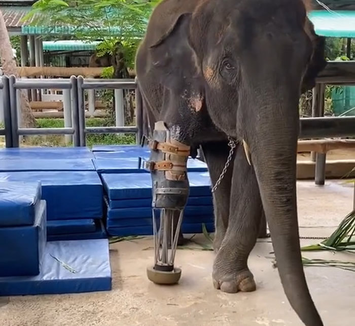 泰国大象误触地雷炸断右前腿 大象医院FAE Elephant Hospital设计义肢助它成长