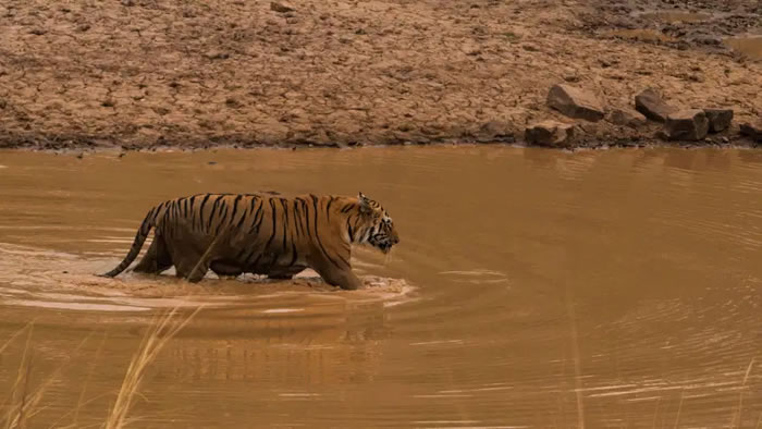 印度塔多巴老虎保护区孟加拉虎与懒熊激战