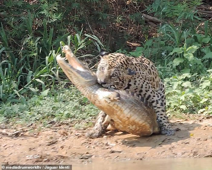 巴西潘塔纳尔湿地美洲豹咬住凯门鳄拖进沼泽地