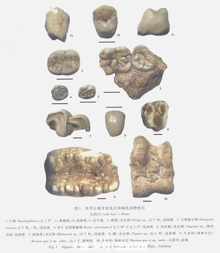毕节巨猿牙齿化石和哺乳动物化石（张兴龙供图）