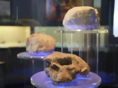 距今100万年的“郧县人”头骨化石发现30周年