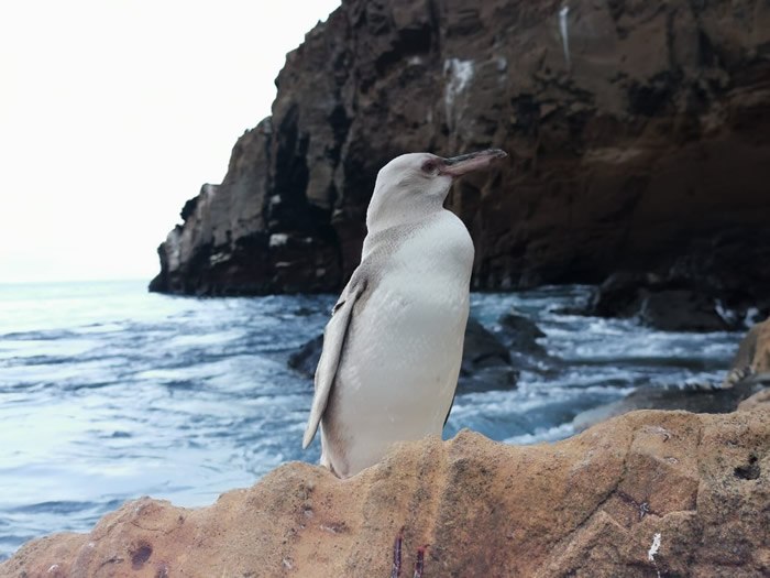 厄瓜多尔加拉帕戈斯国家公园岛上发现首只全白企鹅