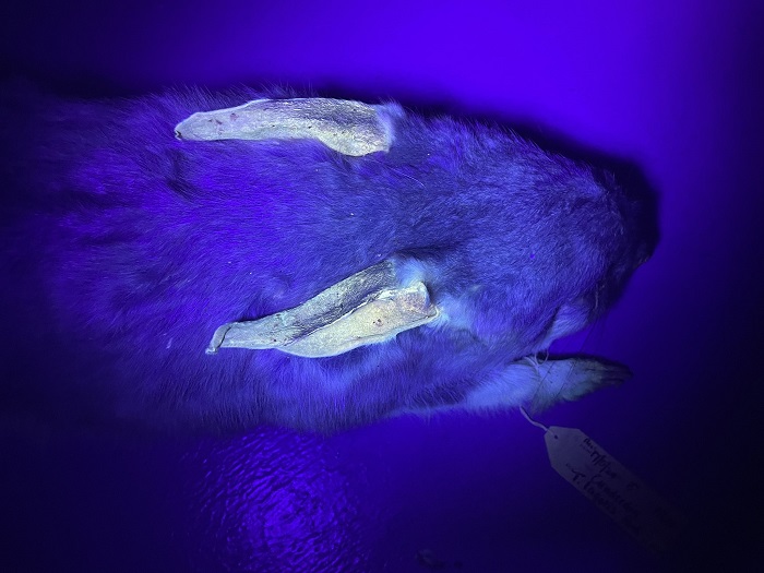 新研究指出鸭嘴兽的生物荧光特性 澳大利亚有袋动物也可在黑暗中发光